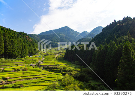 鮮豔的綠色四谷千舞田 - 愛知縣新城市 93290275
