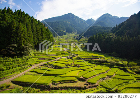 鮮豔的綠色四谷千舞田 - 愛知縣新城市 93290277