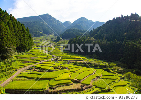 鮮豔的綠色四谷千舞田 - 愛知縣新城市 93290278