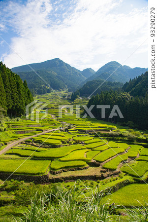 Vivid green Yotsuya Senmaida - Shinshiro City, Aichi Prefecture 93290279