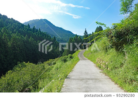 Vivid green Yotsuya Senmaida - Shinshiro City, Aichi Prefecture Vivid green Yotsuya Senmaida - Shinshiro City, Aichi Prefecture 93290280