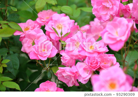 Rose Flower Simple City Rose Flower Simple City 93290309