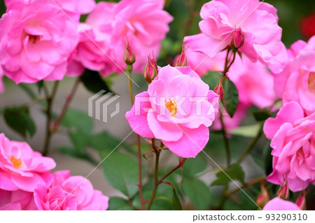 玫瑰花朵簡單城市 玫瑰花朵簡單城市 93290310