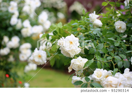 Rose flowers Schneebitten Rose flowers Schneebitten 93290314