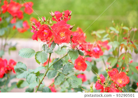 玫瑰花朵Salaband 玫瑰花朵Salaband 93290501