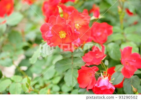 玫瑰花朵Salaband 玫瑰花朵Salaband 93290502