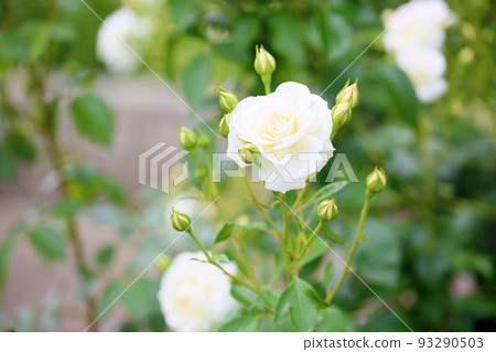 玫瑰花 玫瑰花 93290503