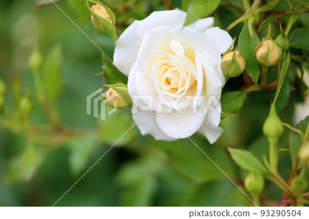 玫瑰花 玫瑰花 93290504