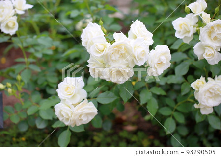 玫瑰花白色箭頭 玫瑰花白色箭頭 93290505