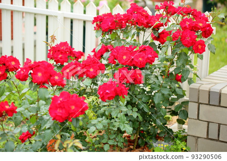 Rose flower City of Birmingham Rose flower City of Birmingham 93290506