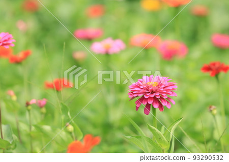 百日草花百日草花園百日草 93290532