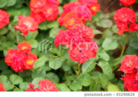 Rose flower Concertino 93290626
