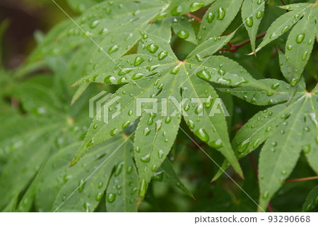 Momiji green maple Momiji green maple 93290668