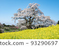 Superb view of single cherry blossoms and rape blossoms in Fukushima Prefecture 93290697