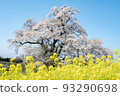 A single cherry blossom and rape blossoms in Miharu, Fukushima Prefecture 93290698