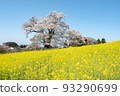 A superb view of a single cherry blossom and rape blossoms in Fukushima Prefecture 93290699