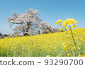 A single cherry blossom and rape blossoms in Miharu, Fukushima Prefecture 93290700