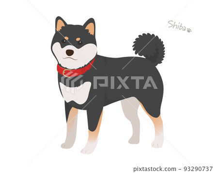 柴犬_黑髮 93290737