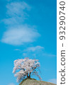 A lone cherry tree on a hill on a country road in Fukushima 93290740