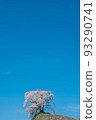 A single cherry tree in full bloom on a hill on a country road in Fukushima Prefecture 93290741