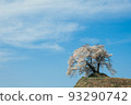 A single cherry tree in full bloom on a hill in Fukushima Prefecture 93290742