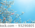 flowers blooming on each branch 93290805
