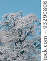 A majestic single cherry tree in full bloom 93290806