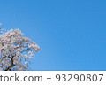 A lone cherry blossom in Fukushima and the sky 93290807