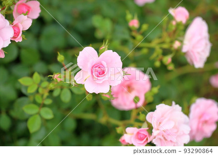 Rose flowers Bonica 82 Rose flowers Bonica 82 93290864