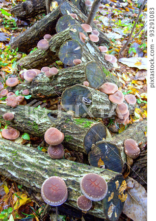 原木香菇栽培(垂直)1 原木香菇栽培(垂直)1 93291083