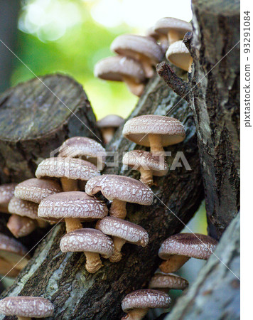 原木香菇(垂直) 1 原木香菇(垂直) 1 93291084