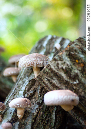 Raw wood shiitake (vertical) 2 Raw wood shiitake (vertical) 2 93291085