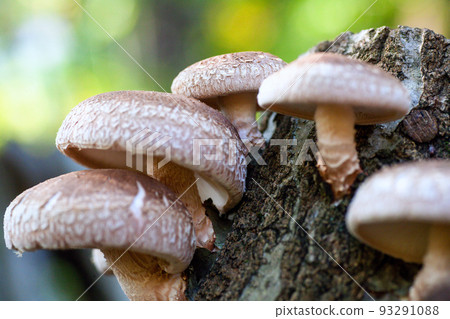 Haruki Shiitake 93291088