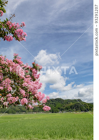 農村夏天風景 93291207