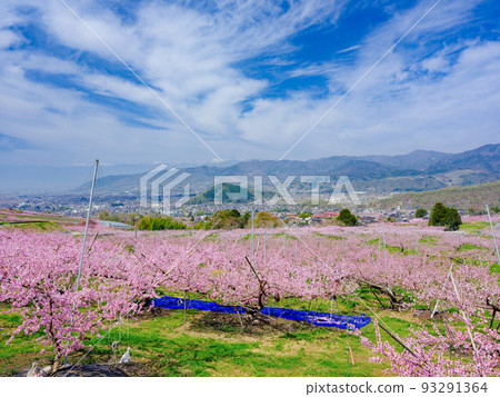 山梨縣笛吹市_採花作業的桃田風景 山梨縣笛吹市_採花作業的桃田風景 93291364