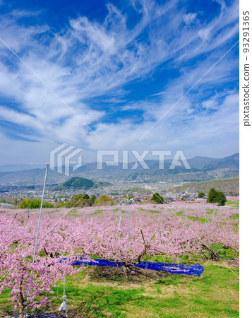 山梨縣笛吹市_採花作業的桃田風景 93291365