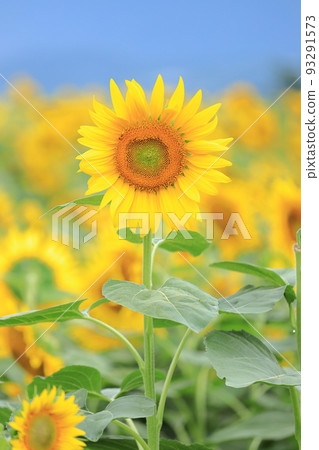 向日葵 向日葵 93291573
