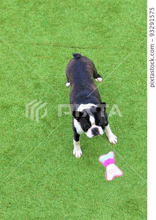 Mighty-kun, a cute Boston terrier, curiously looks up at a toy hanging on a string at a dock run in Yuzu no Sato Moroyama Town. Mighty-kun, a cute Boston terrier, curiously looks up at a toy hanging on a string at a dock run in Yuzu no Sato Moroyama Town. 93291575