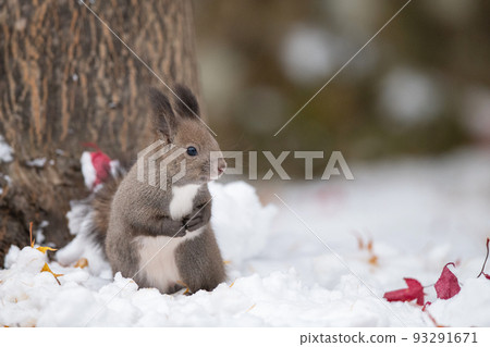 Ezoris 依偎在雪地裡 93291671