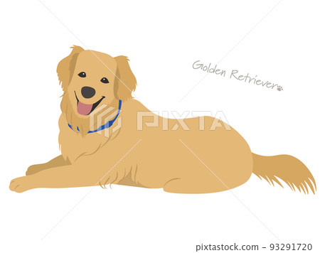 Golden retriever Golden retriever 93291720