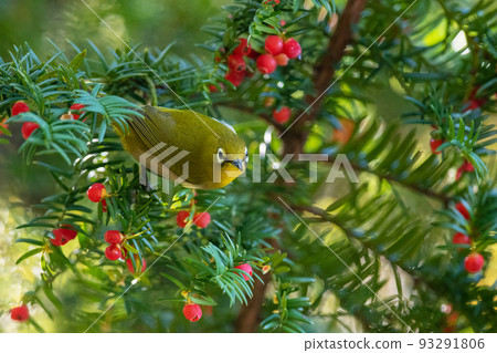 白眼吃Onco水果 93291806