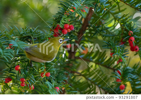 White-eye eating onco fruit 93291807