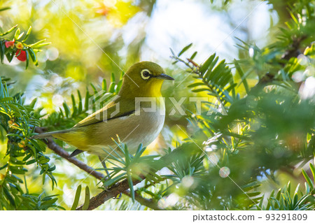 白眼吃Onco水果 93291809