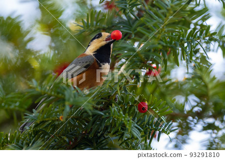 不同的山雀吃 onco 水果 93291810
