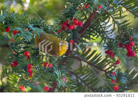 White-eye eating onco fruit 93291811