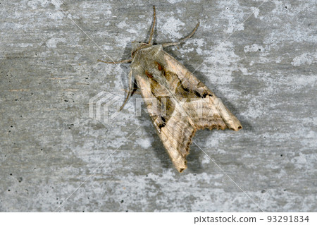 Yellow cutworm (Hokkaido, Sounkyo) Yellow cutworm (Hokkaido, Sounkyo) 93291834