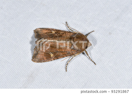 鳶尾粘蟲(北海道鶴居村) 鳶尾粘蟲(北海道鶴居村) 93291867