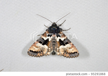 白粘蟲（北海道/大雪山） 93291868