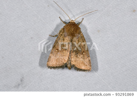 Shirotenus groypod (北海道知床) Shirotenus groypod (北海道知床) 93291869