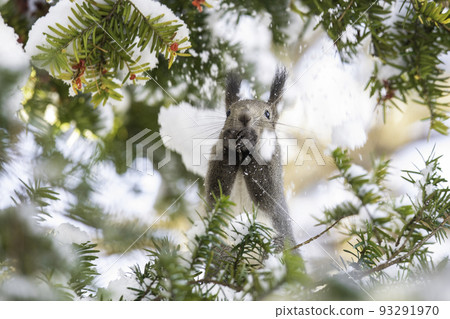 Ezoris eating onco fruit 93291970
